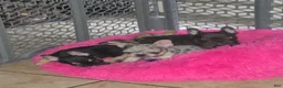 French Bulldog dogs for sale: French Bulldog 1 - Ad 6