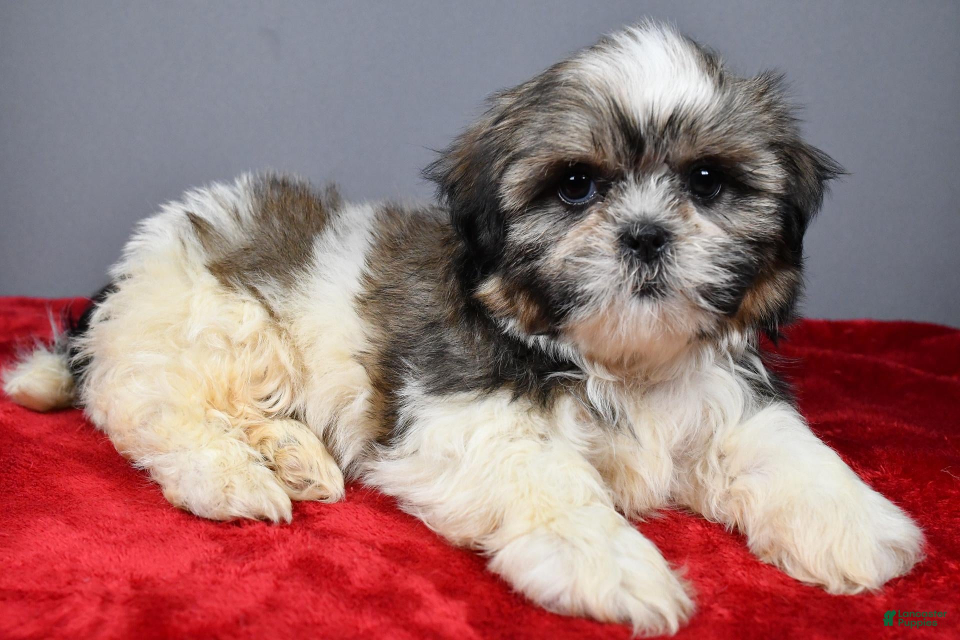 Shih Tzu dogs Trevor - Ad 1