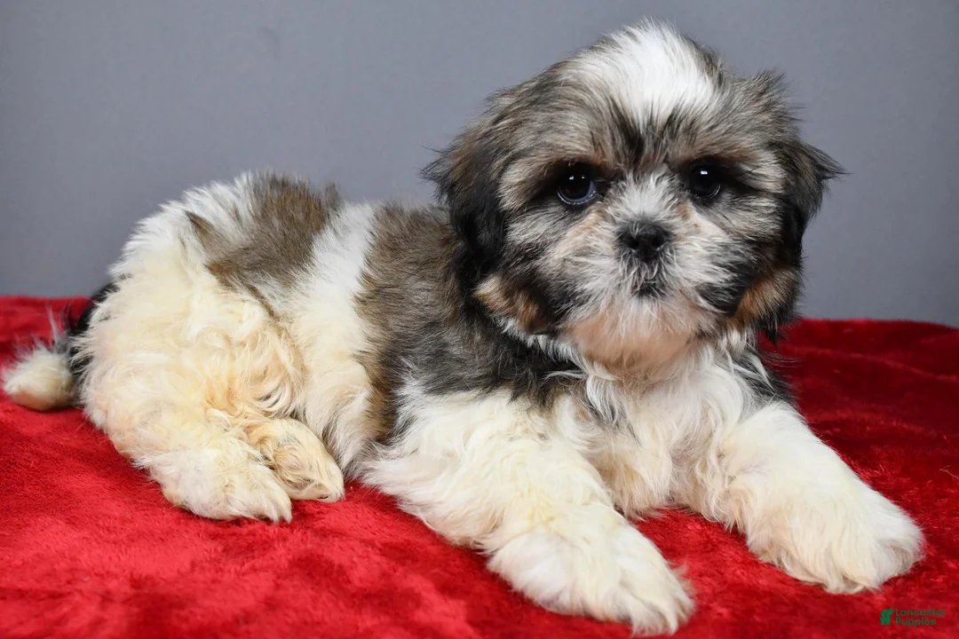 Shih Tzu dogs for sale: Trevor - Ad 1