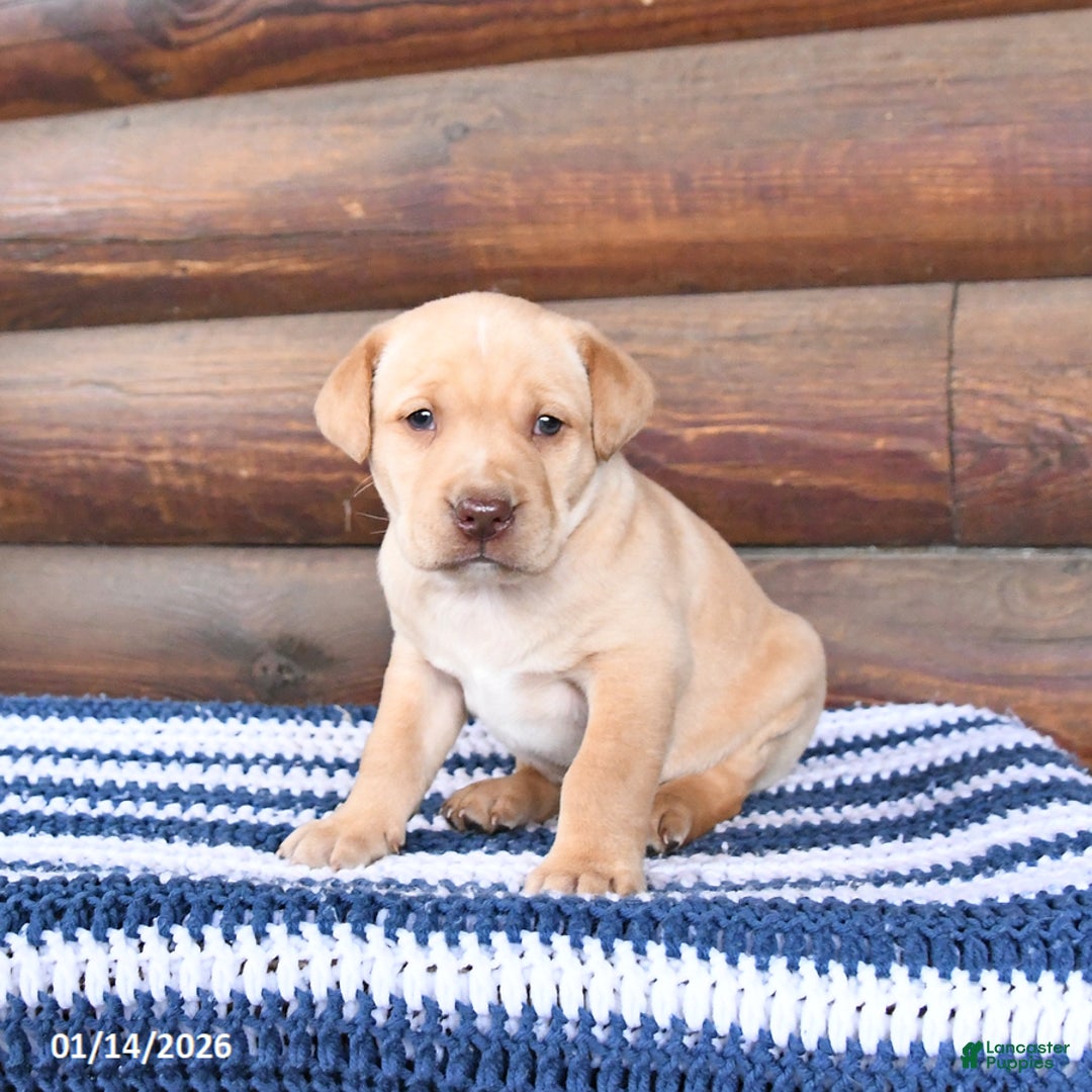 Mixed Breed dogs for sale: Hickory - Ad 1