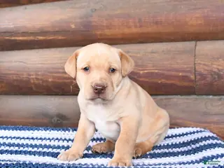 Mixed Breed dogs Hickory - Ad 42