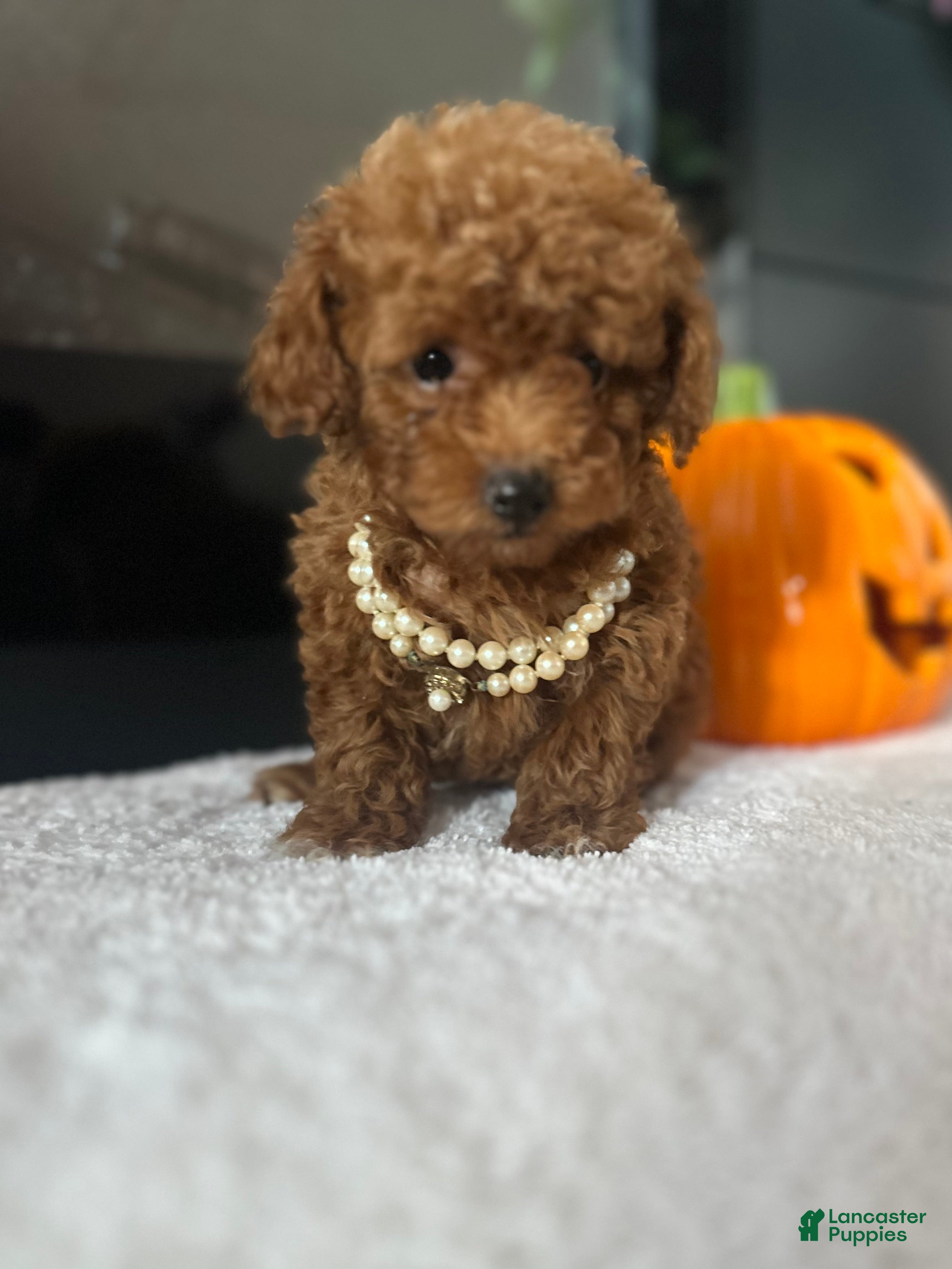 Toy Poodle dogs for sale: Sandy  - Ad 3