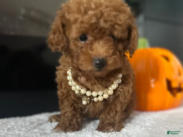 Toy Poodle dogs for sale: Sandy - Ad 1