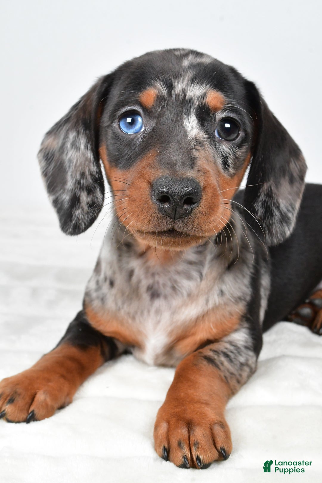 Miniature Dachshund dogs for sale: Piper - Ad 8