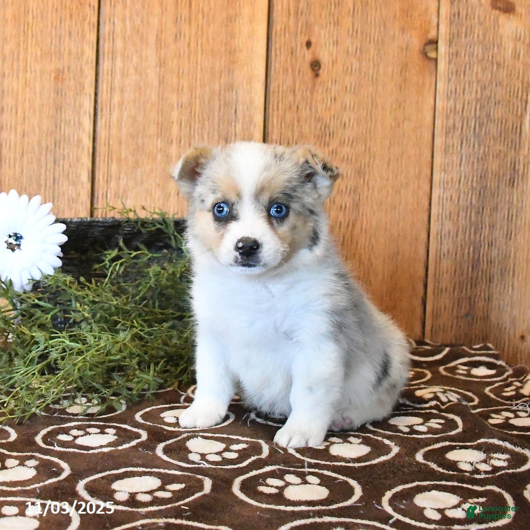 Mixed Breed dogs for sale: Naomi - Ad 3