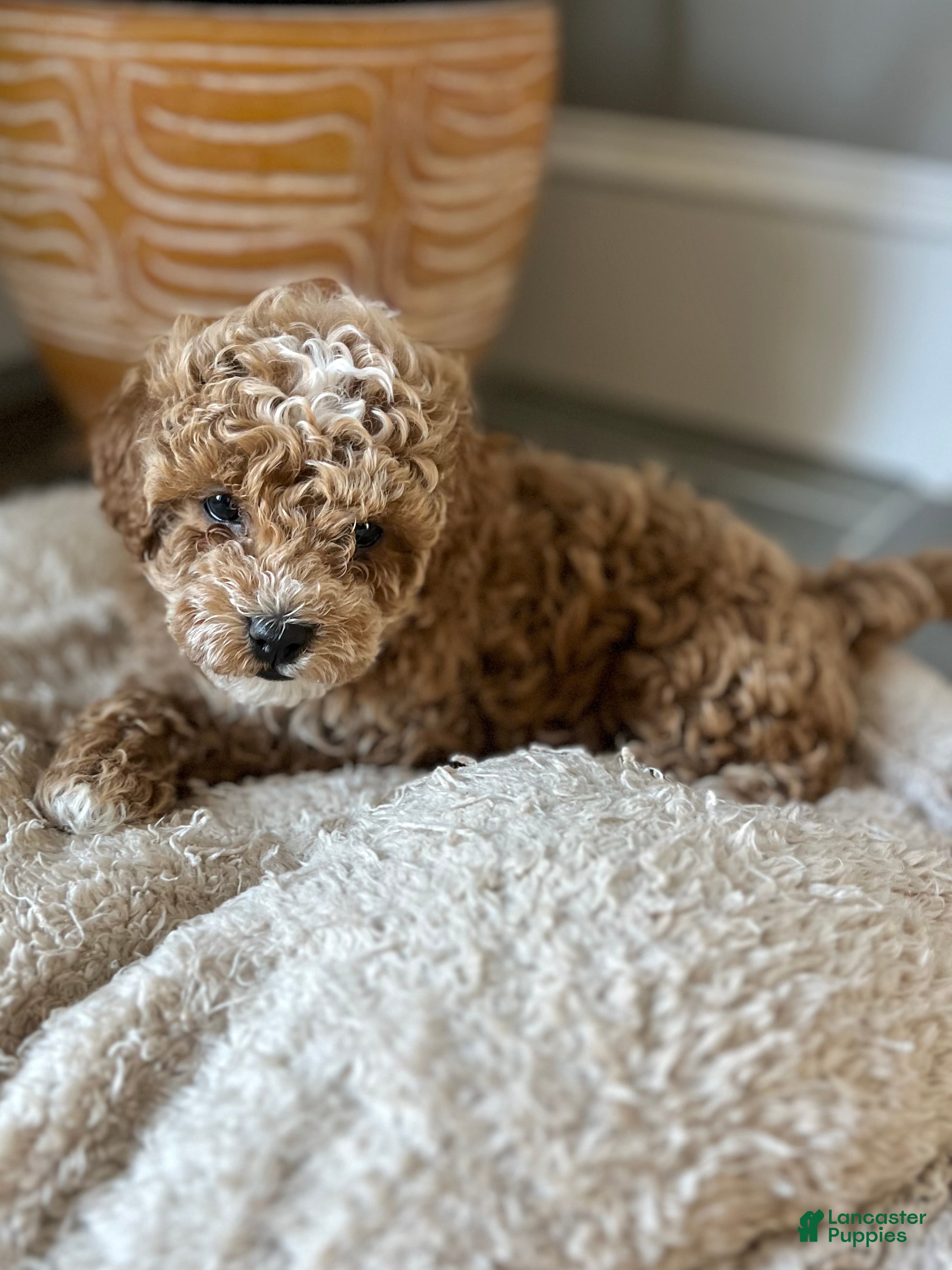 Cavapoo dogs for sale: Cooper  - Ad 1