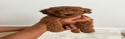 Toy Poodle dogs for sale: Luna - Ad 1
