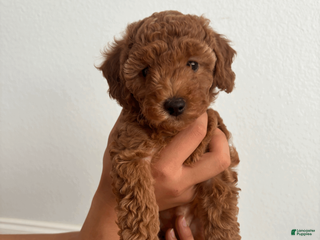 Toy Poodle dogs Luna - Ad 17