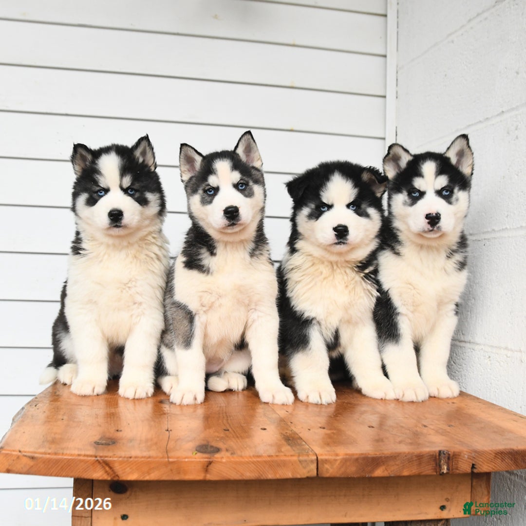 Gerberian Shepsky dogs for sale: Galaxy - Ad 5