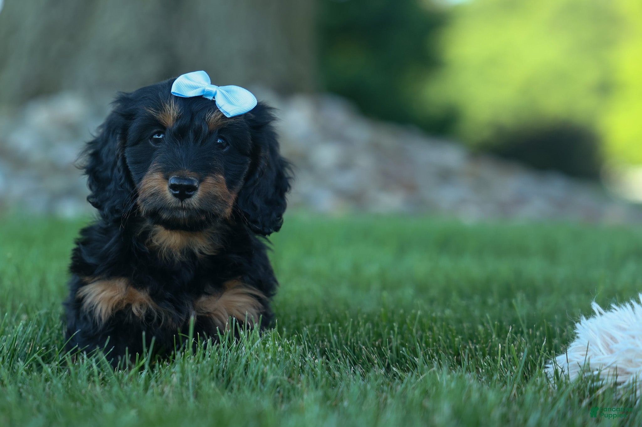 Miniature Dachshund dogs Harley  🦴🐶 - Ad 1