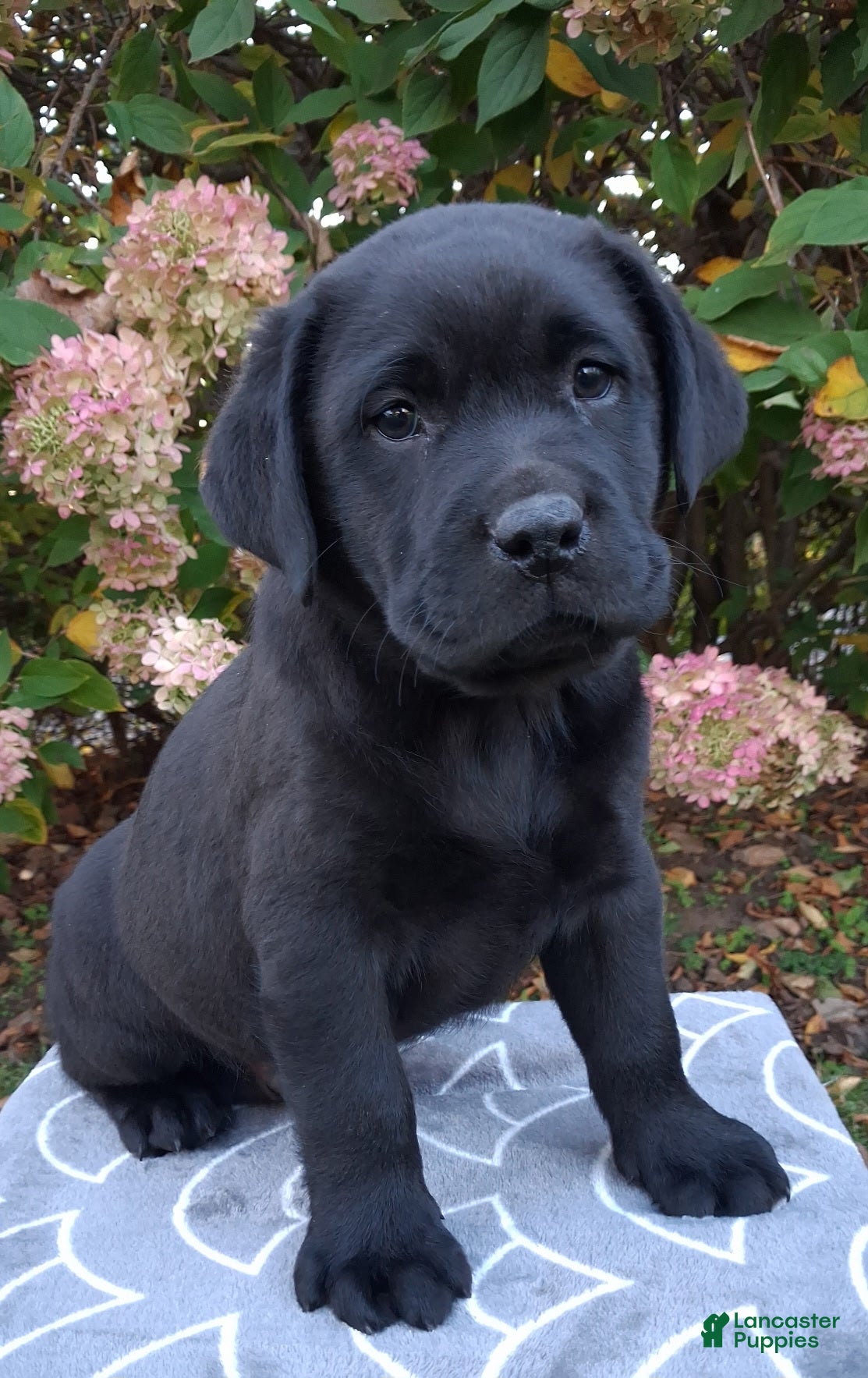 Labrador Retriever dogs Navy - Ad 1
