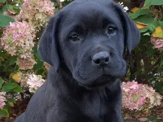 Labrador Retriever dogs Navy - Ad 1