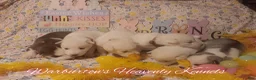 Siberian Husky dogs for sale: Siberian Husky Puppy 2 - Ad 3