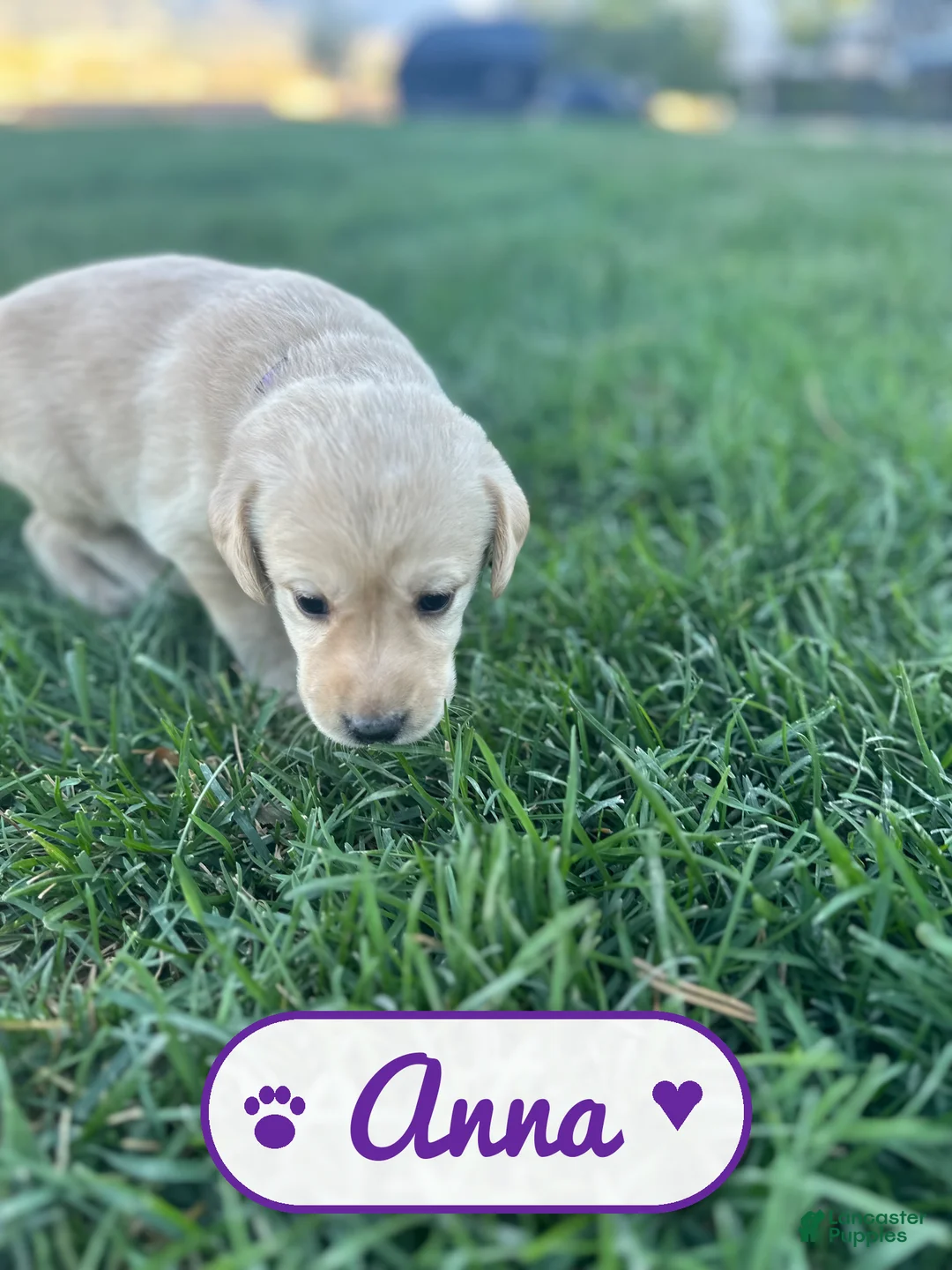 Labrador Retriever dogs for sale: Anna - Ad 2