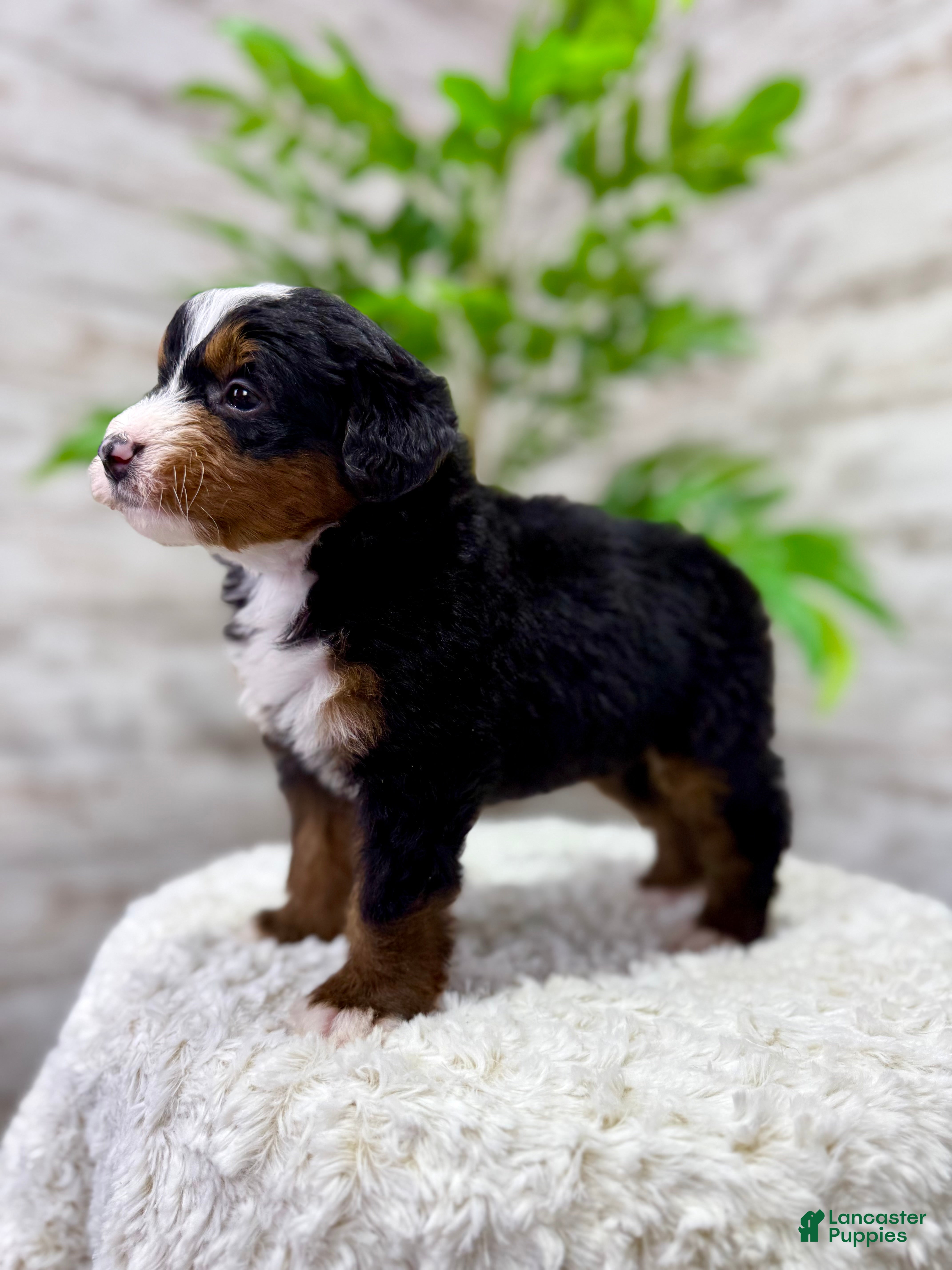 Mini Bernedoodle dogs 🙋‍♂️ Leo - Ad 2