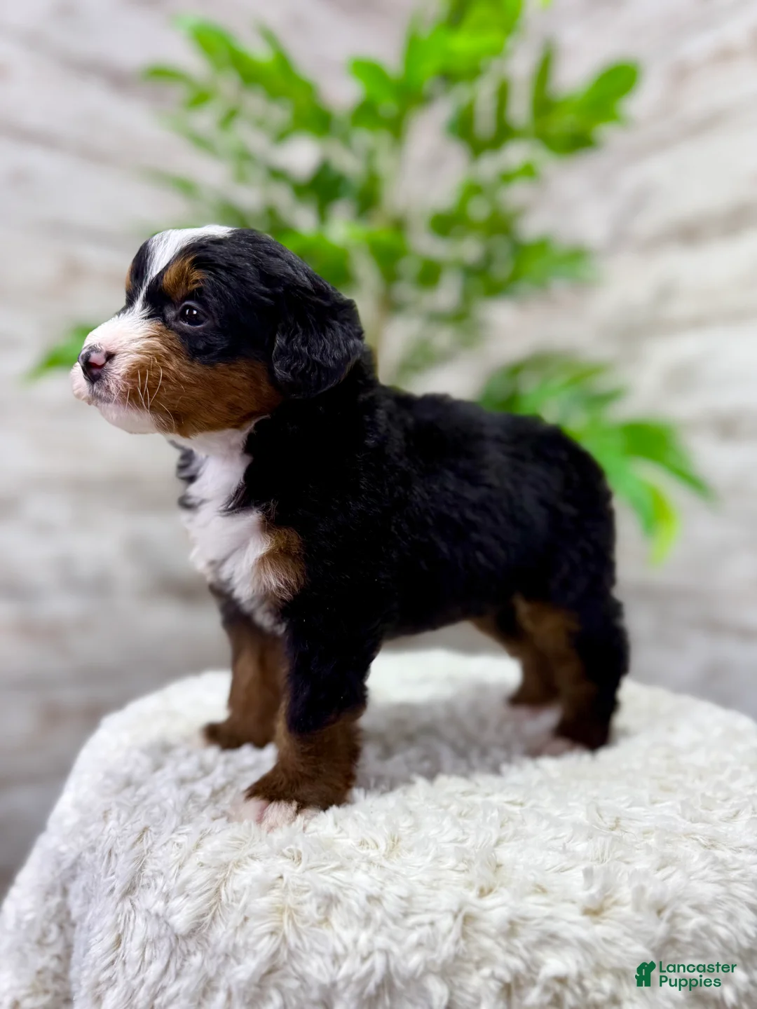 Mini Bernedoodle dogs for sale: 🙋‍♂️ Leo - Ad 2