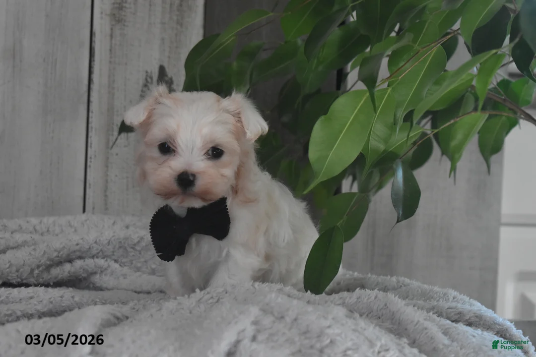 Maltese dogs for sale: Owen - Ad 1