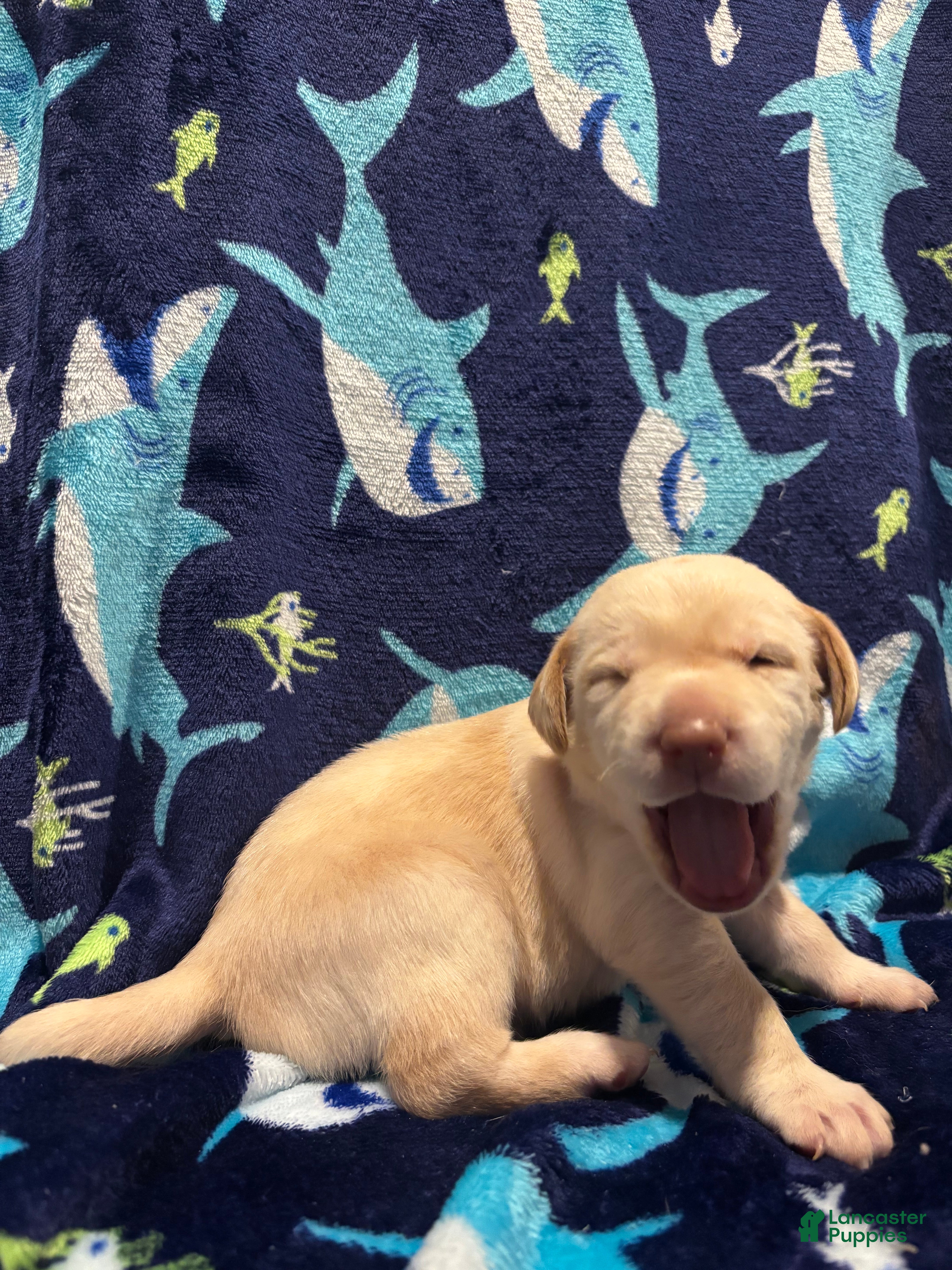Labrador Retriever dogs Alvin (red)  - Ad 20