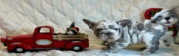 French Bulldog dogs for sale: Garmin - Ad 2