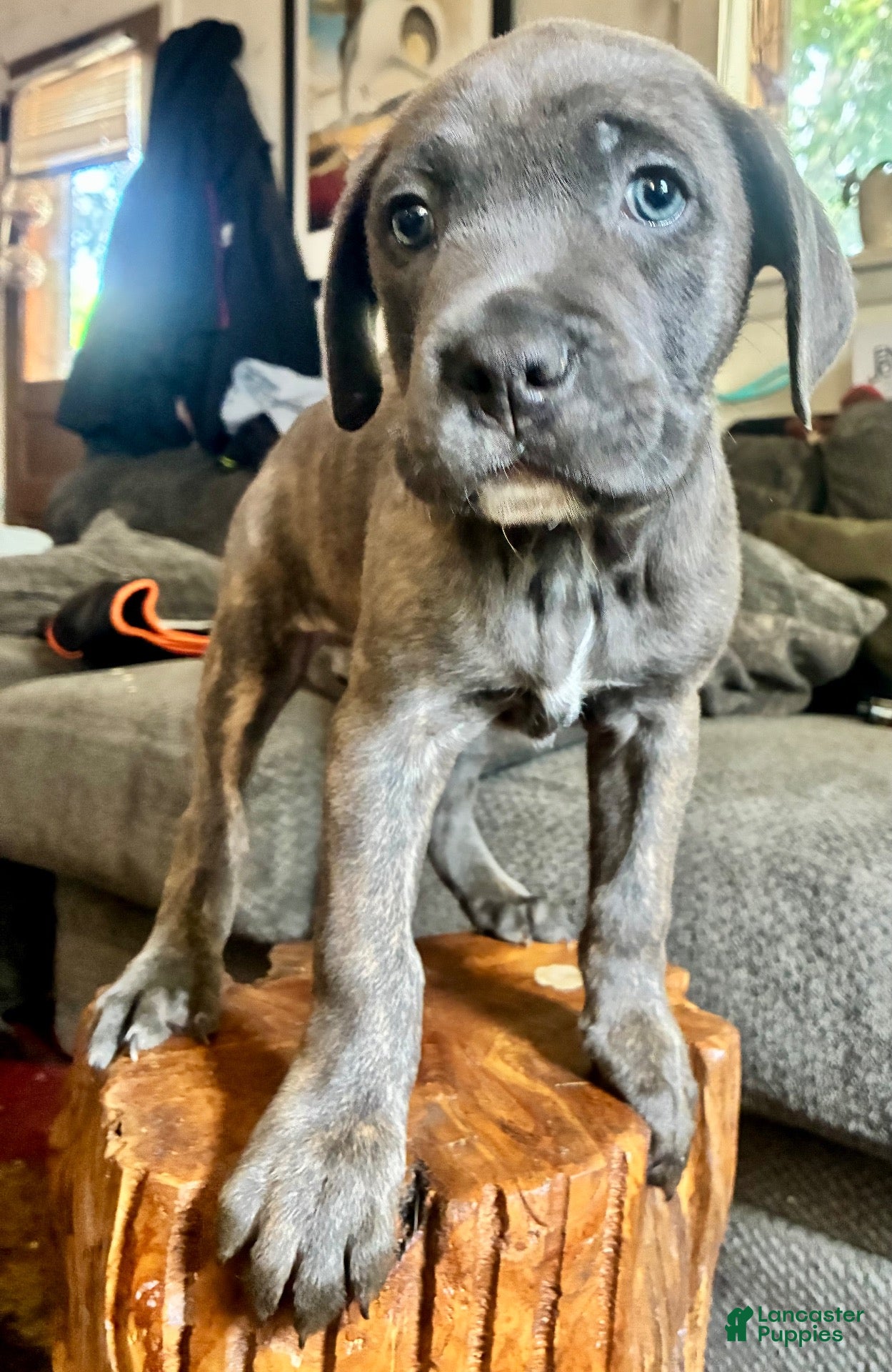 Cane Corso dogs Cane Corso 5 - Ad 4