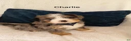 Bernedoodle dogs for sale: Bernedoodle Puppy 2 - Ad 3