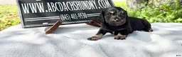 Miniature Dachshund dogs for sale: Russian cream points - Ad 2