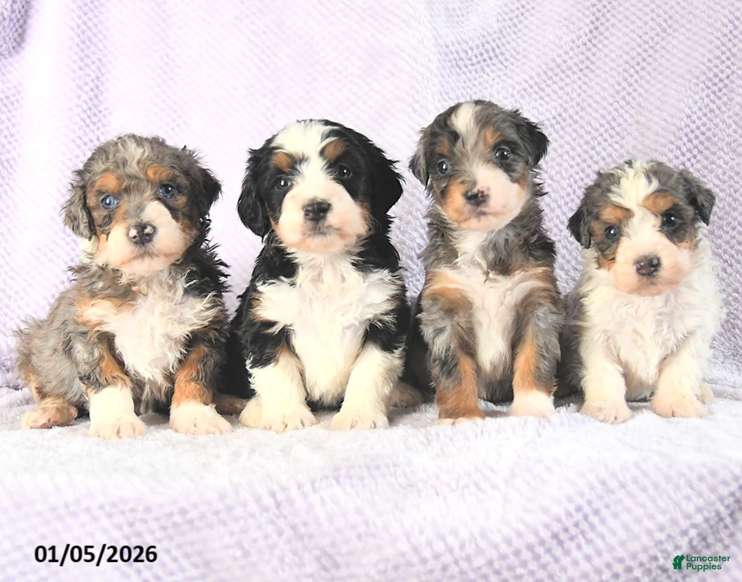 Mini Bernedoodle dogs for sale: Valentine - Ad 15