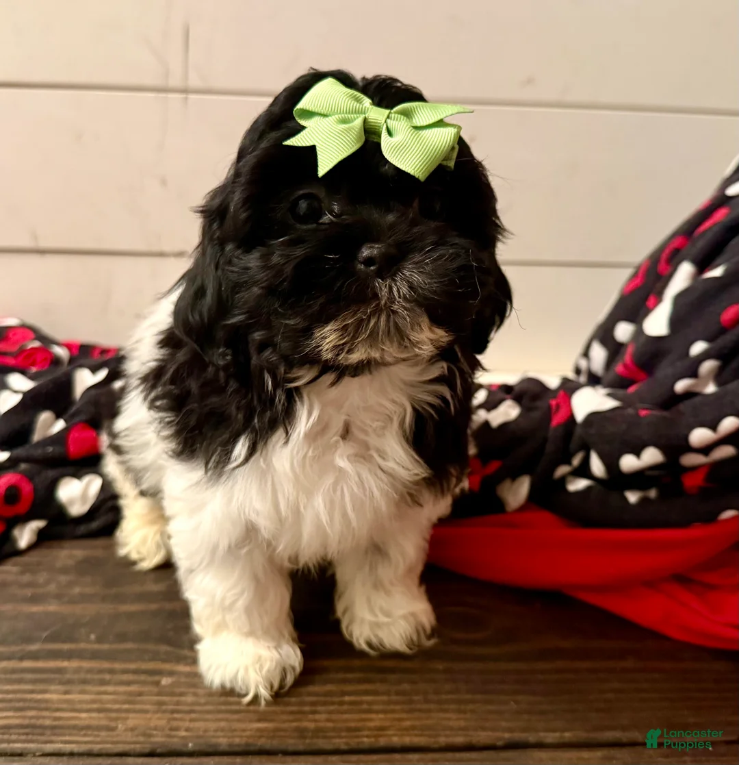Shihpoo dogs for sale: Elphi - Ad 29