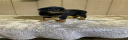 Rottweiler dogs for sale: Rottweiler 4 - Ad 8