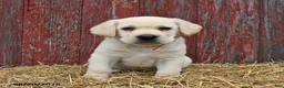 Labrador Retriever dogs for sale: Oscar - Ad 4