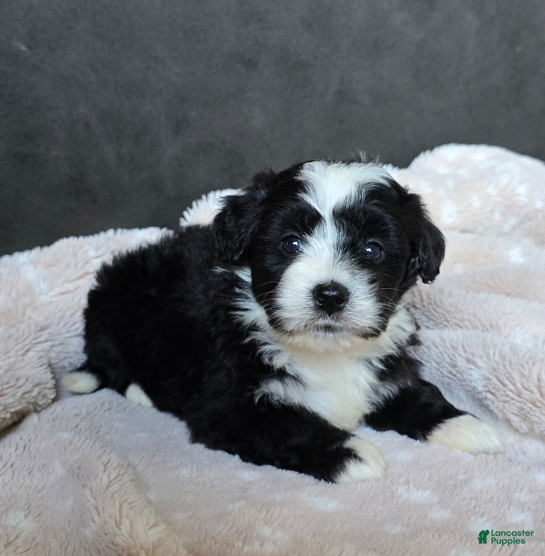 Mini Bernedoodle dogs Mini Wendy - Ad 2