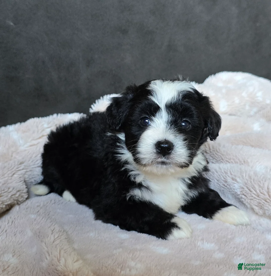 Mini Bernedoodle dogs for sale: Mini Wendy - Ad 2