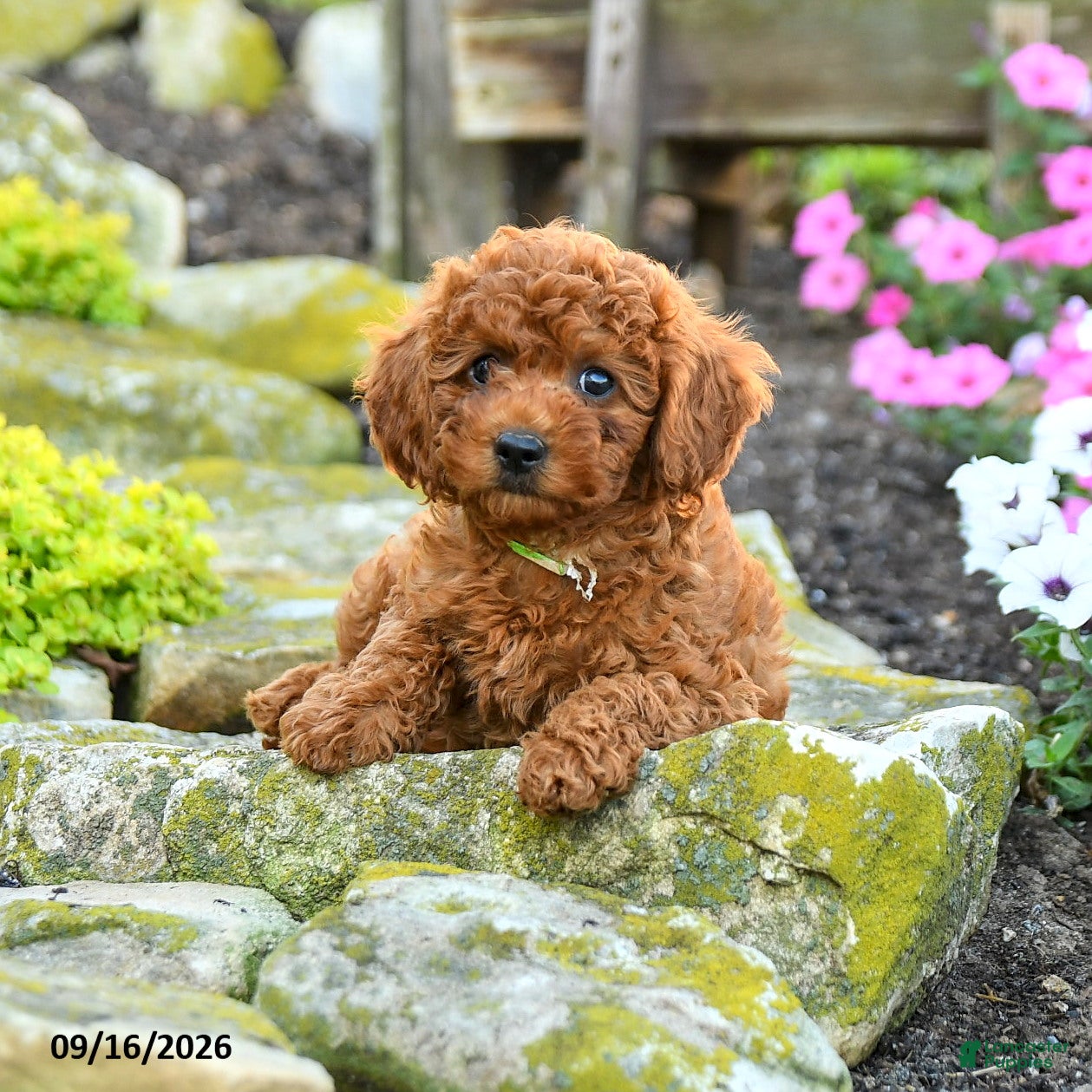 Miniature Poodle dogs Sashimi - Ad 1