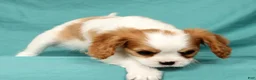Cavalier King Charles Spaniel dogs for sale: Niko - Ad 4