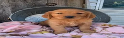 Golden Retriever dogs for sale: Sage - Ad 1