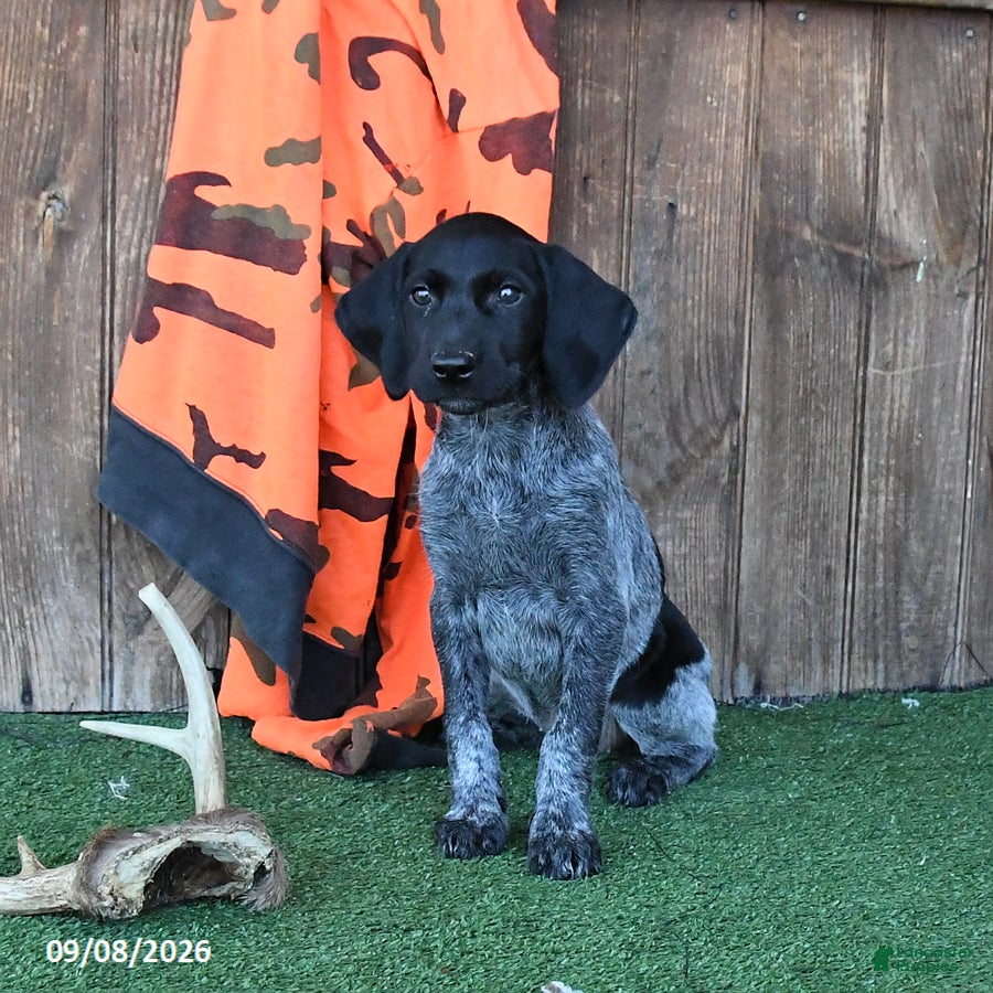 German Shorthaired Pointer dogs Renee - Ad 1