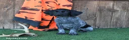 German Shorthaired Pointer dogs for sale: Renee - Ad 1