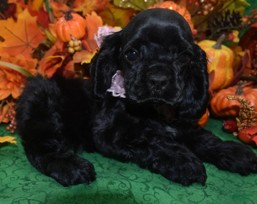 Cocker Spaniel dogs for sale: AKC Aspen Black American Cocker Spaniel Puppy - Ad 2