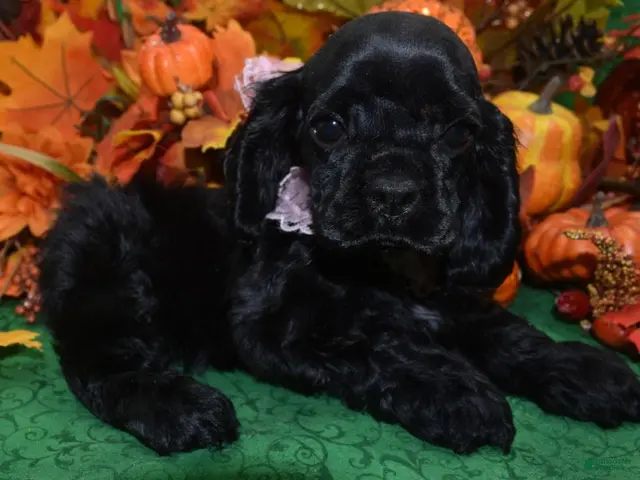 Cocker Spaniel dogs AKC Aspen Black American Cocker Spaniel Puppy - Ad 2