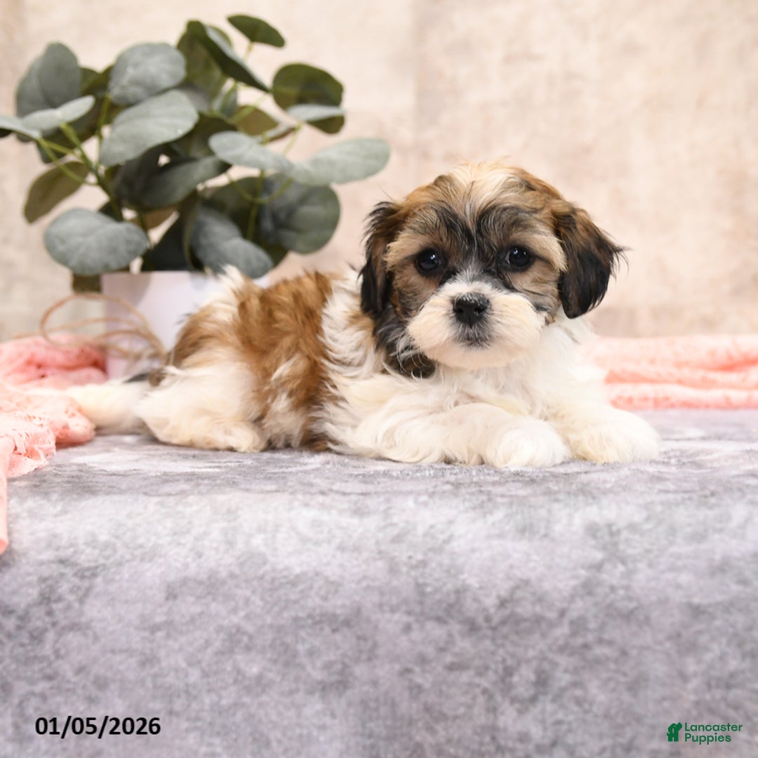 Teddy Bear dogs for sale: Miley - Ad 4