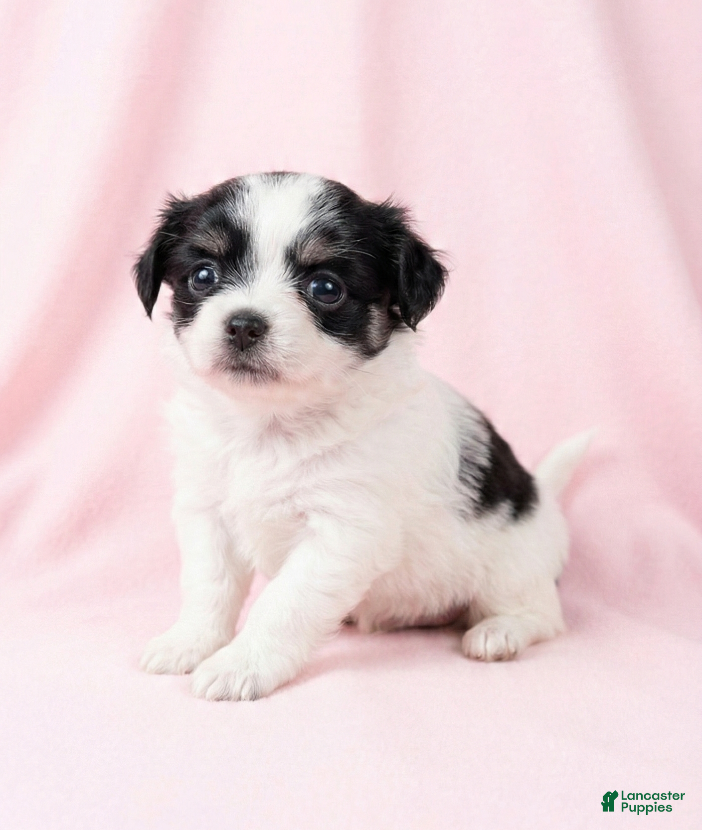 Mixed Breed dogs Belle - Ad 2