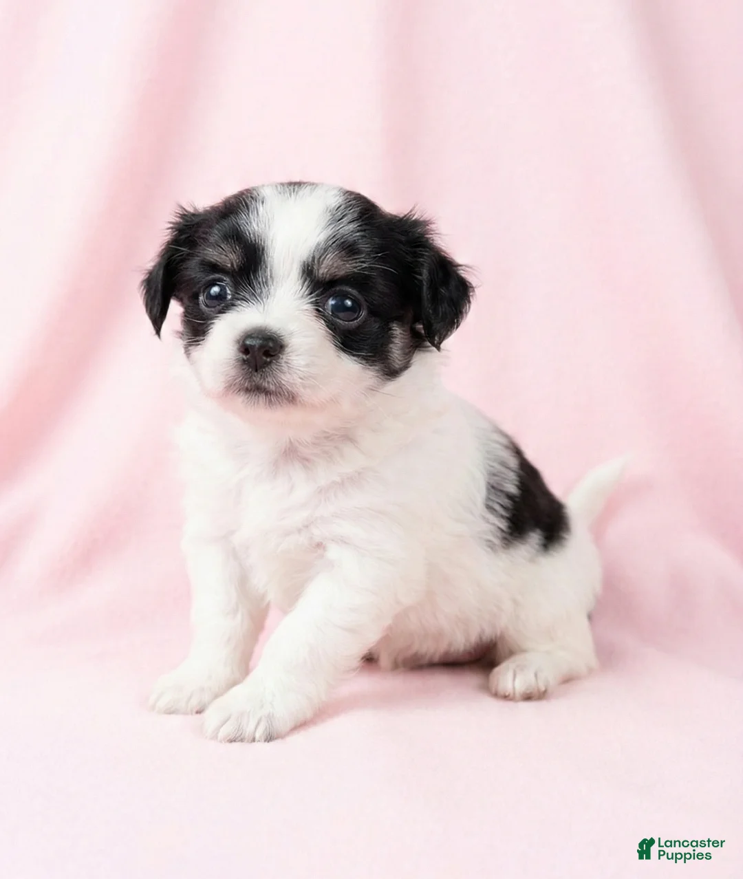 Mixed Breed dogs for sale: Belle - Ad 2