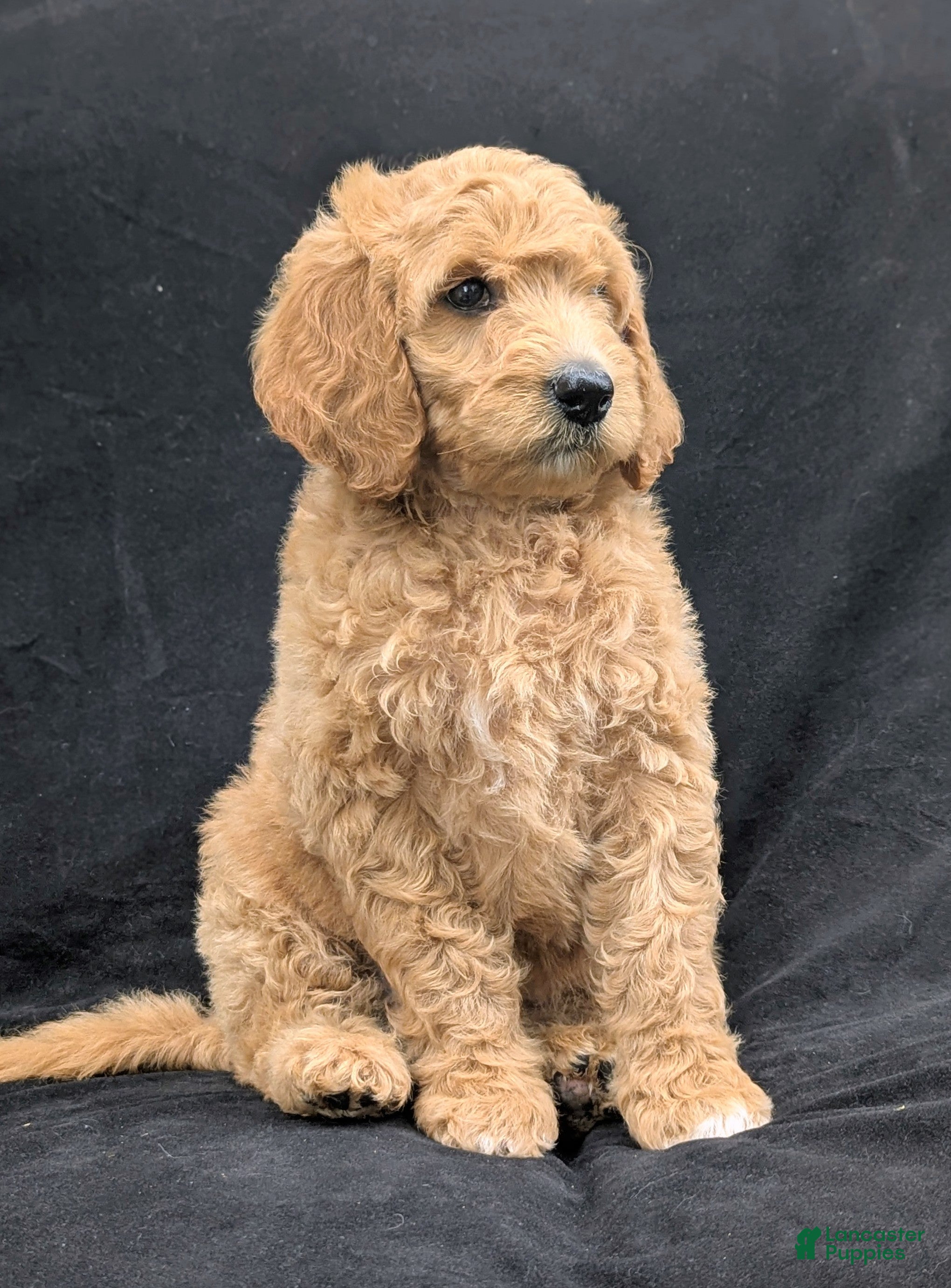 Goldendoodle dogs Daisy  - Ad 2