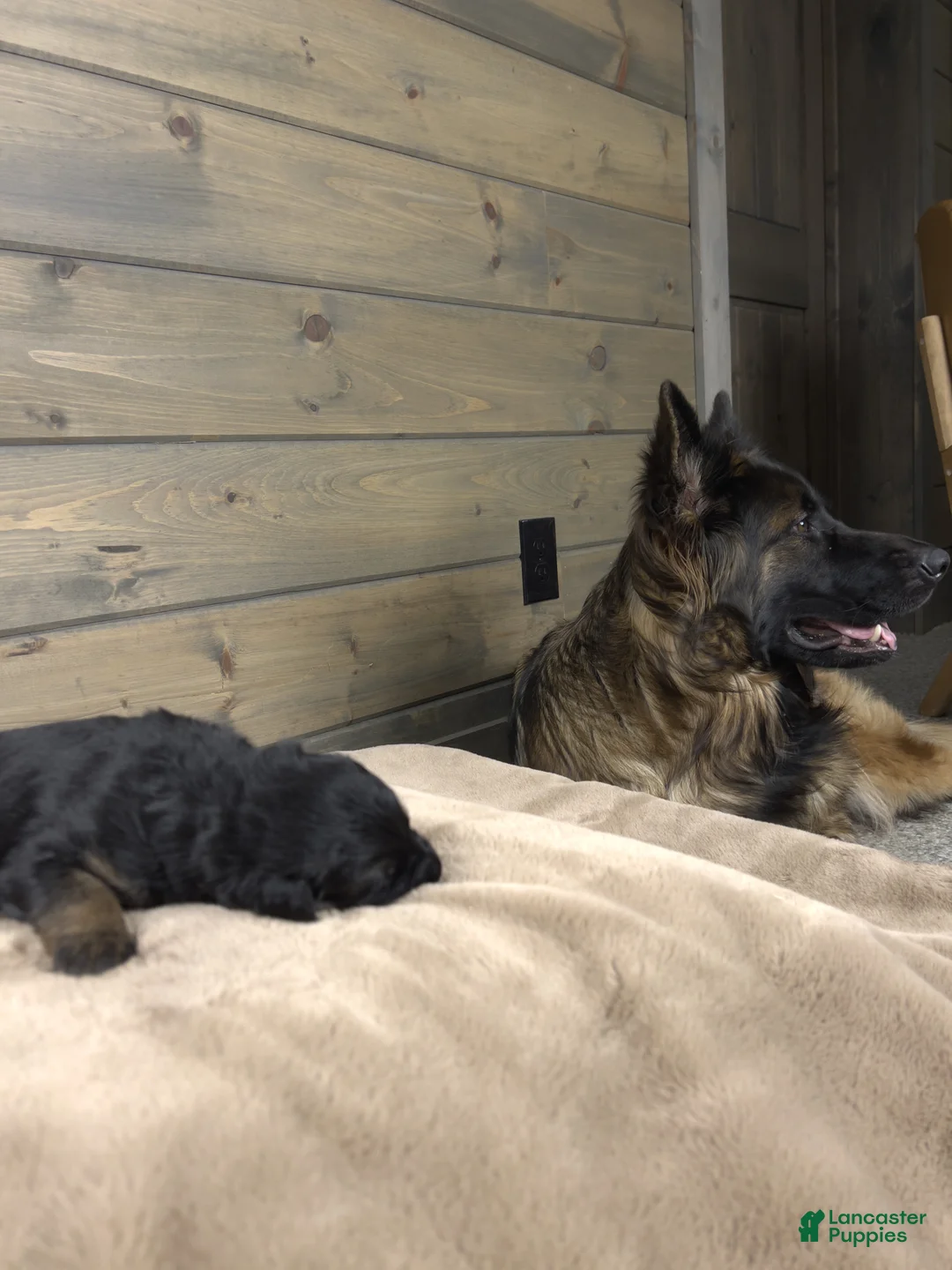 German Shepherd dogs for sale: Capri - Ad 8