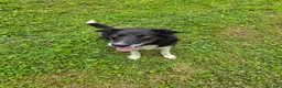 Border Collie dogs for sale: Border Collie 3 - Ad 4