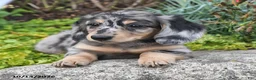 Miniature Dachshund dogs for sale: Autumn - Ad 3