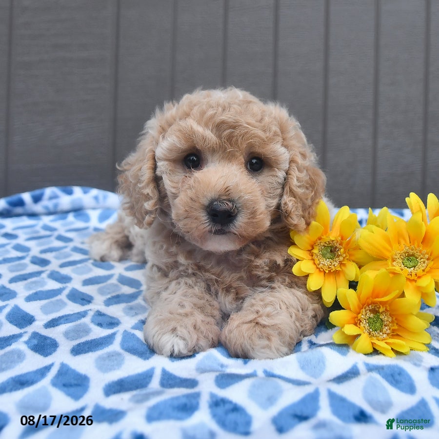 Bichpoo dogs Jazzy - Ad 1
