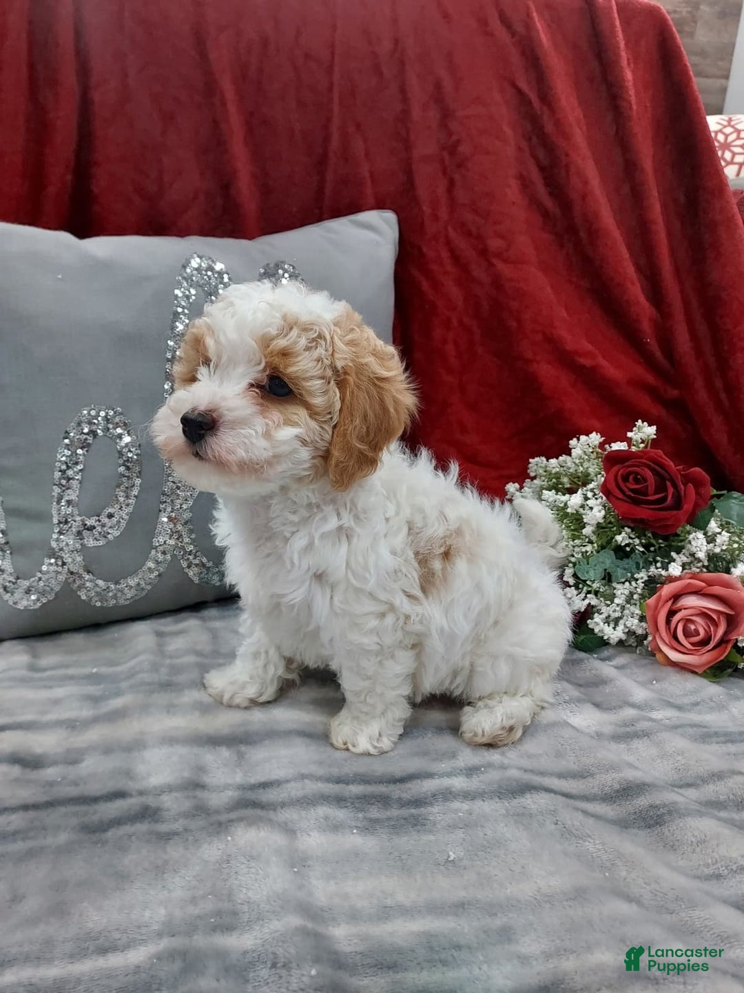 Cavapoo dogs for sale: Mocha - Ad 2