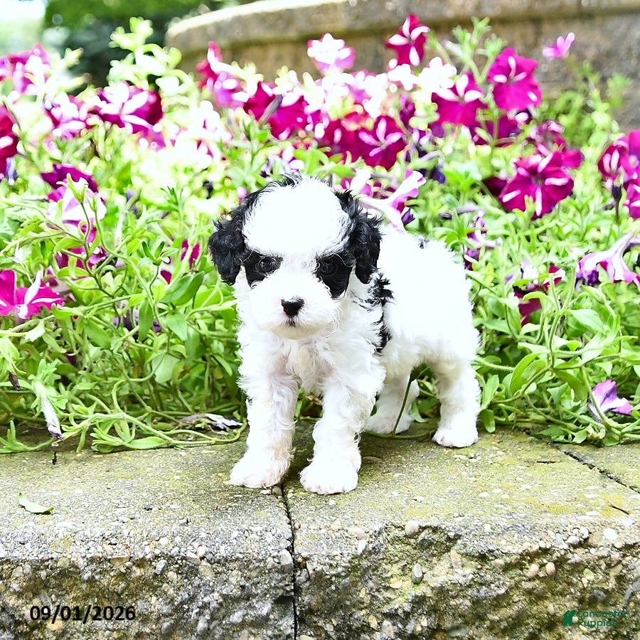 Toy Poodle dogs Mason    EXTRA SMALL - Ad 1