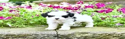 Toy Poodle dogs for sale: Mason    EXTRA SMALL - Ad 1